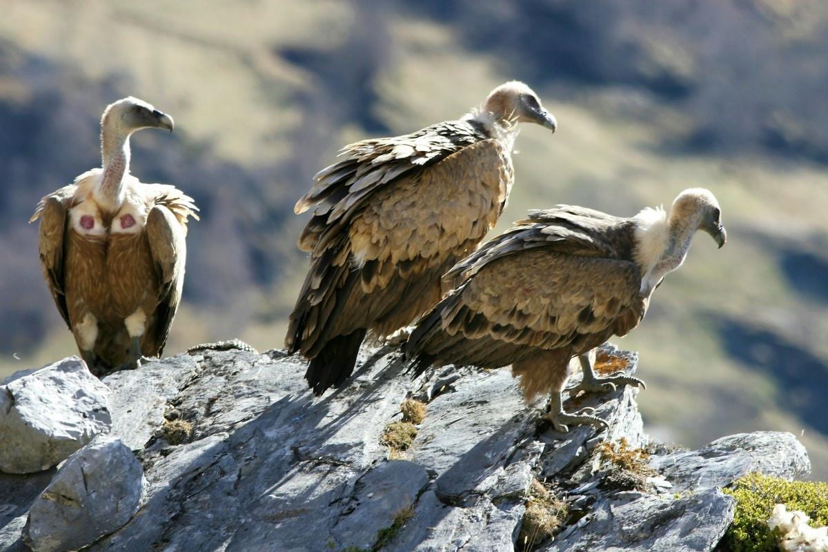 Vautour fauve en vol au-dessus du massif de la Rhune, Pays Basque